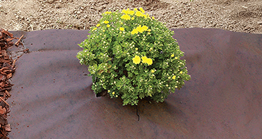 Agrotextiel Bruin 50g – Onkruidvlies Met UV-bescherming, 5 X 3,2 M – Perfect Voor Mulchen In De Tuin