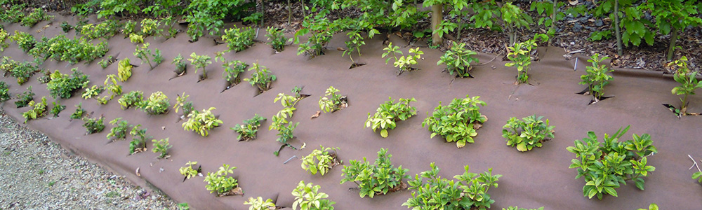 BioWeedtex toile de paillage biodégradable pour plantation sur talus, parterres, ...