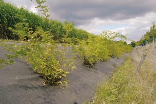 BioWeedtex zorgt voor een onkruidvrije landschap en beschermt tegen erosie - MatGeco