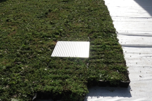 HydraLook grille d'avaloir pour toiture verte