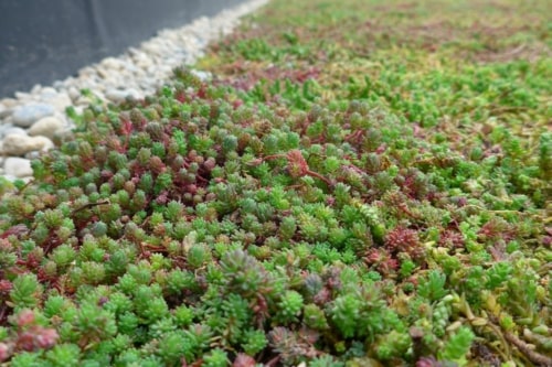 Bac de sédum pour toitures vertes Sedum StockDrain