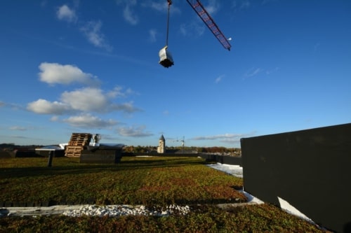 Sedum Stockdrain bac précultivé  à poser pour toiture verte