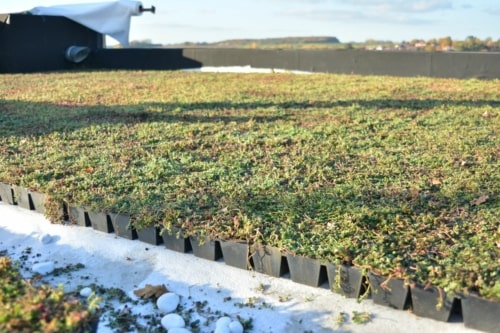 Dalle en plastique pré cultivée avec du sedum pour toiture jardin légère