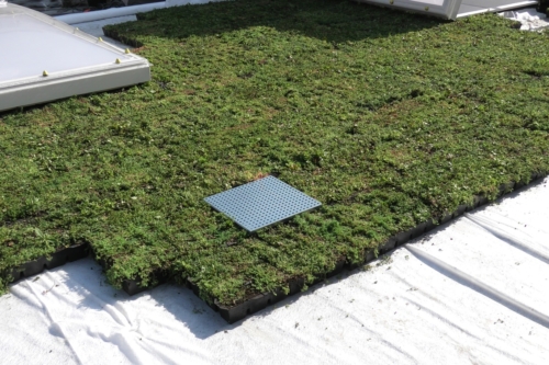 Sedum StockDrain avec HydraLook : grille d'avaloir pour toiture végétalisée