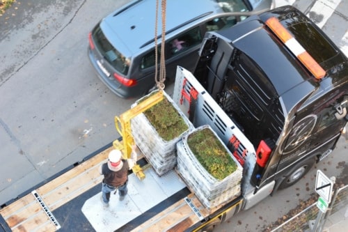 Sedumbakken voor extensieve groendaken - Sedum StockDrain