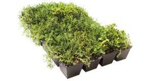 Sedum Stockdrain dalle pré-cultivée pour toiture verte